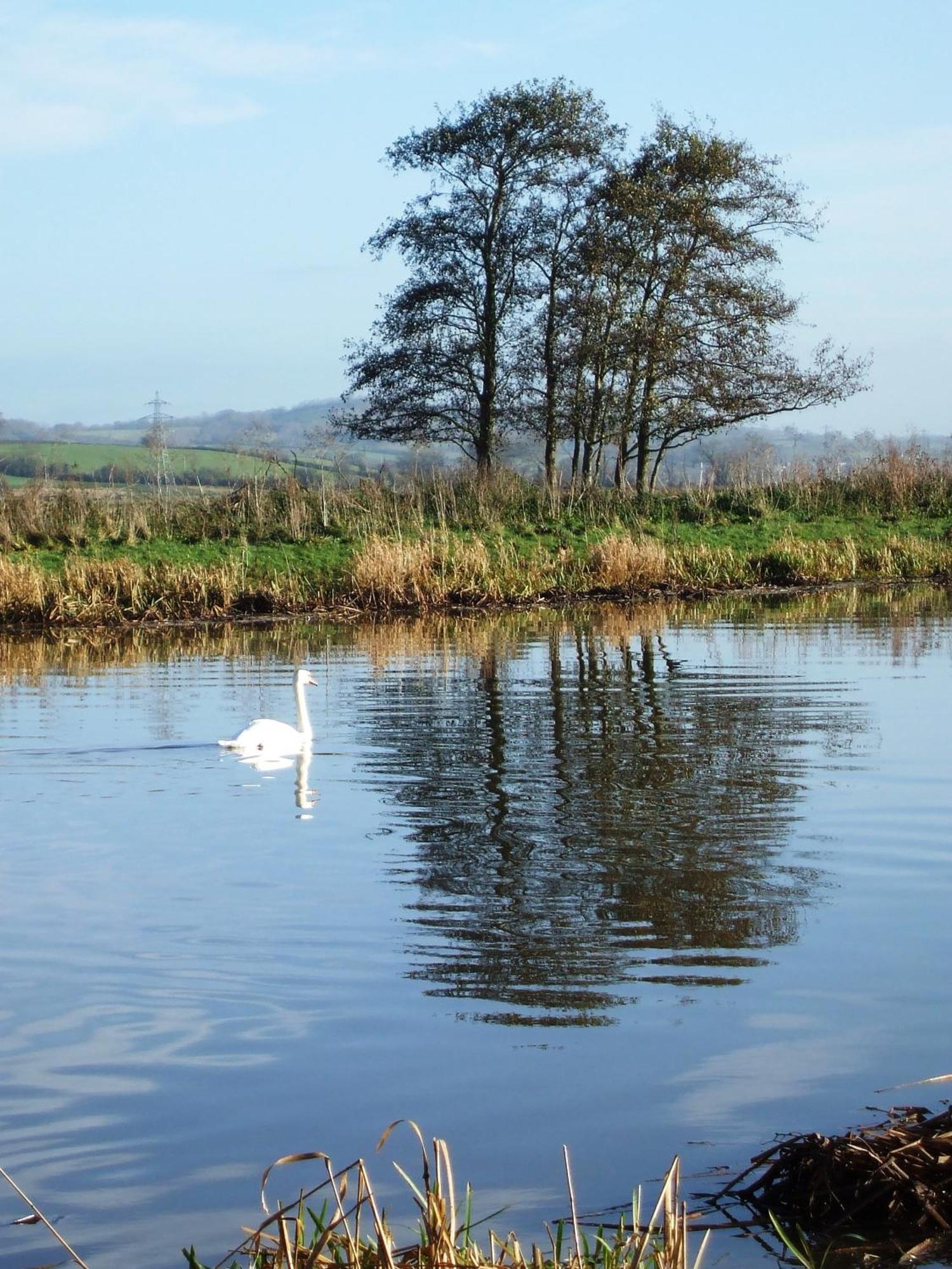 The Bower Inn Bridgwater Exterior photo Swans on the River Wye